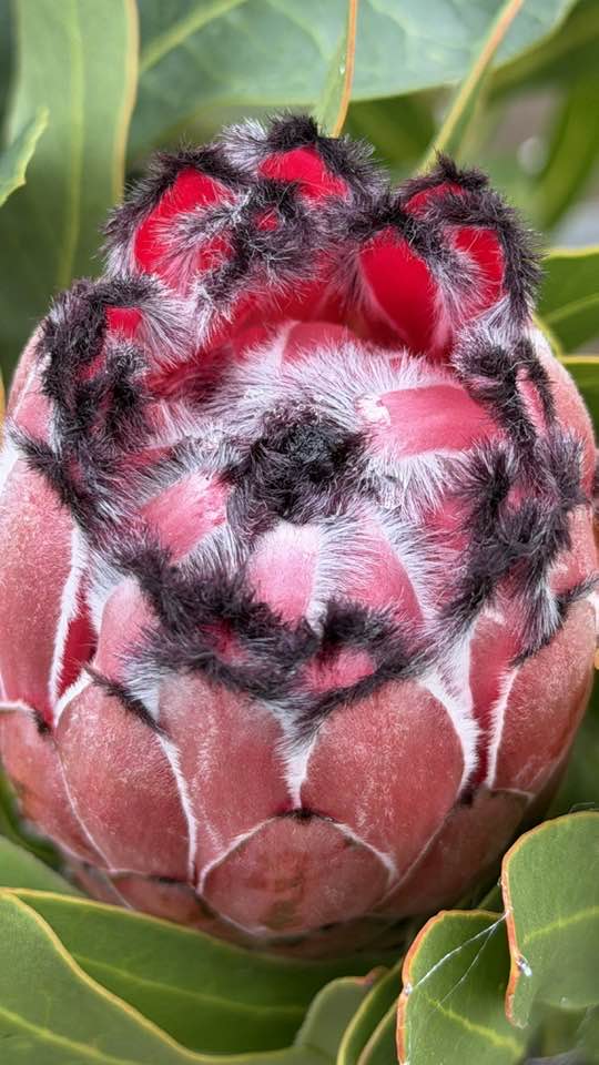 Maddingley - Protea Donna | Facebook