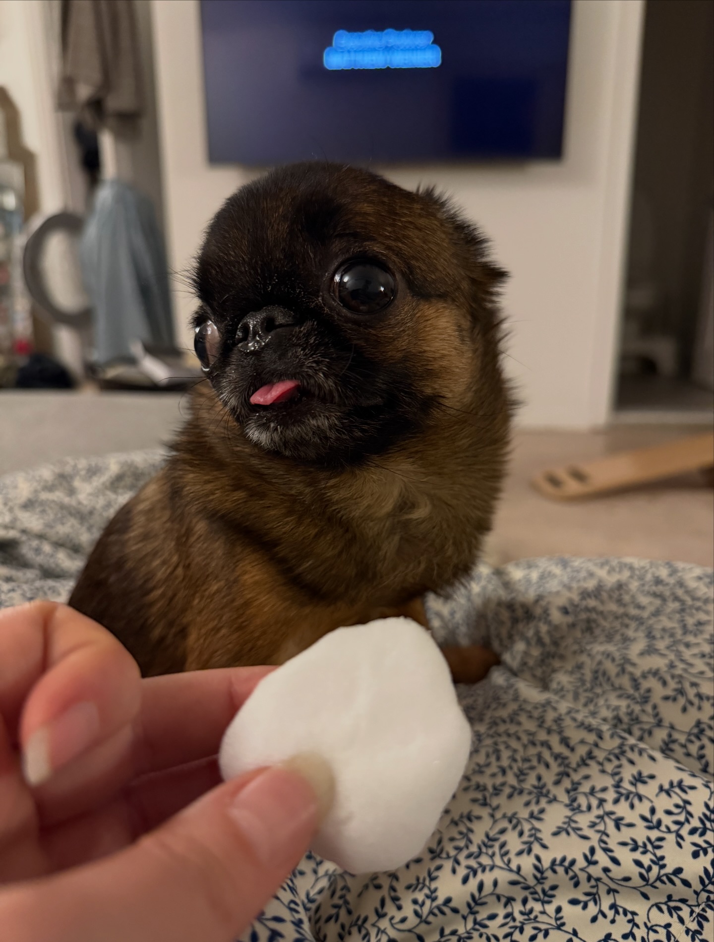Edna the Runt - It was a historic Slimy Eye Sunday—the day... | Facebook