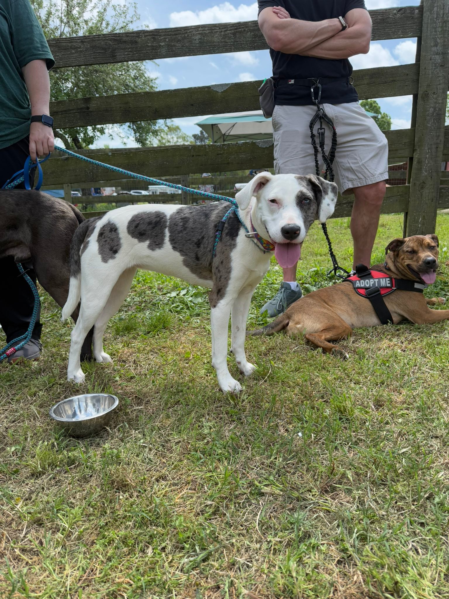 Neshama Animal Rescue | Raleigh NC