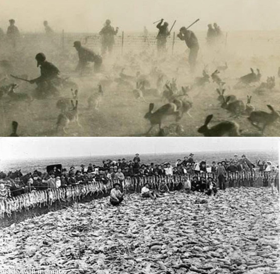 Andres - There was a time when prople clubbed jackrabbits by the ...