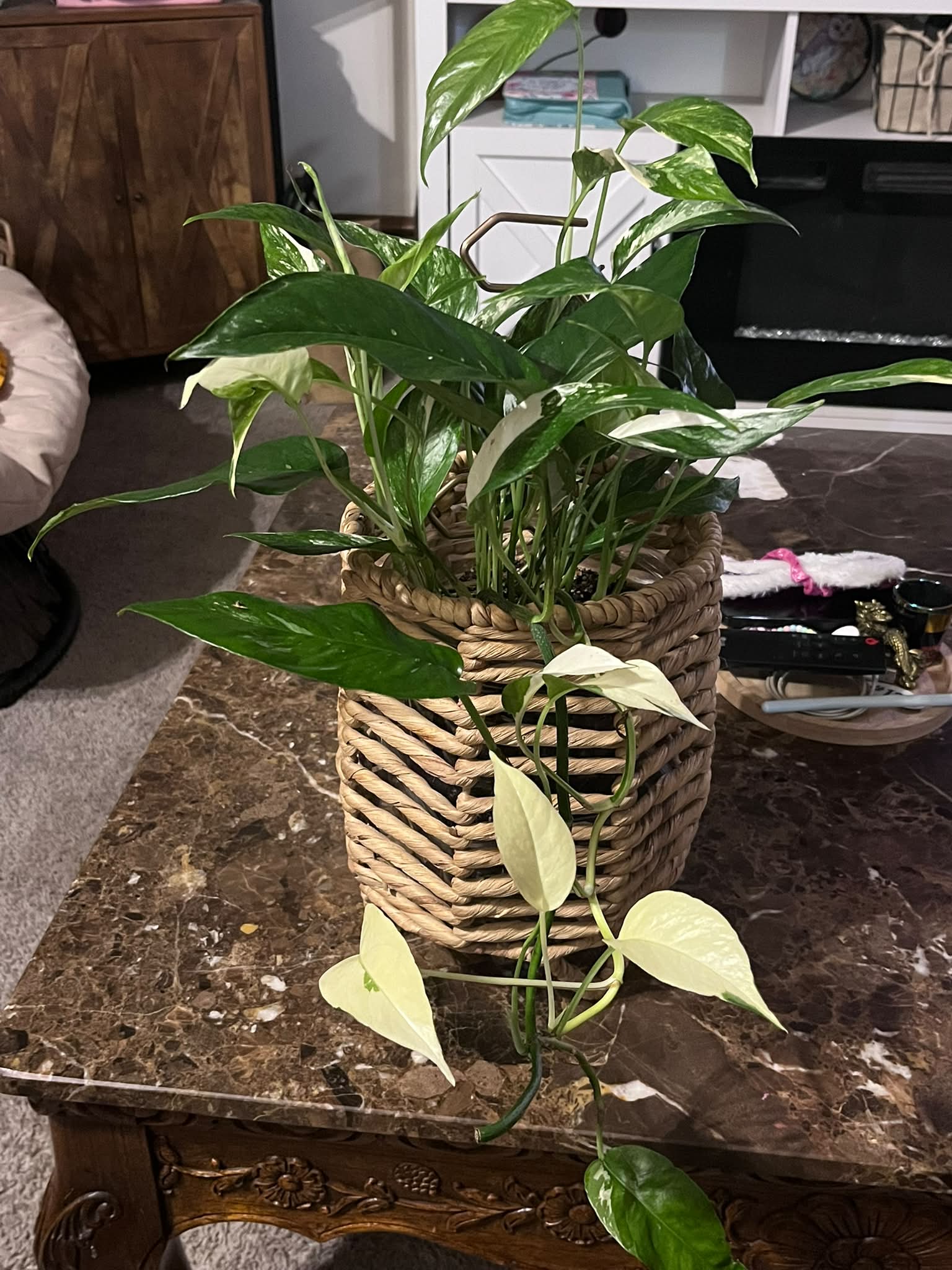 I forgot hat she is but definitely a Beauty 🥹💚🤍💚