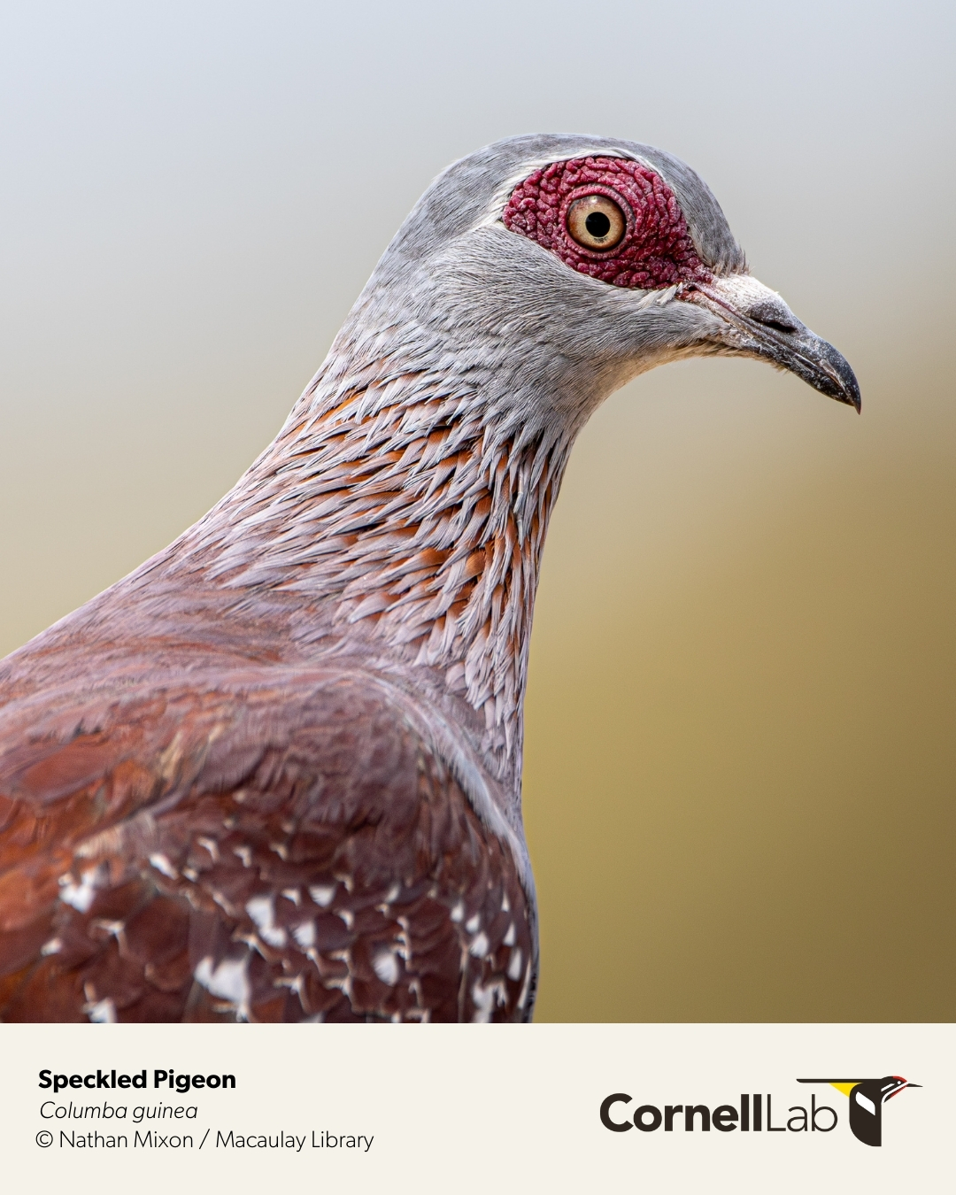 Our Parade of Pigeons... - Cornell Lab of Ornithology | Facebook