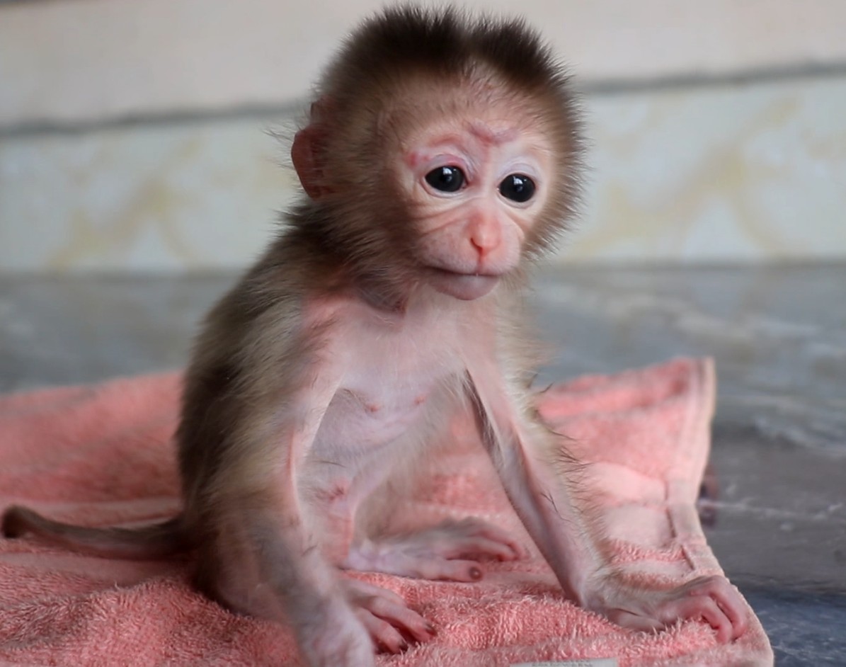 Monkey Tinglou on Reels