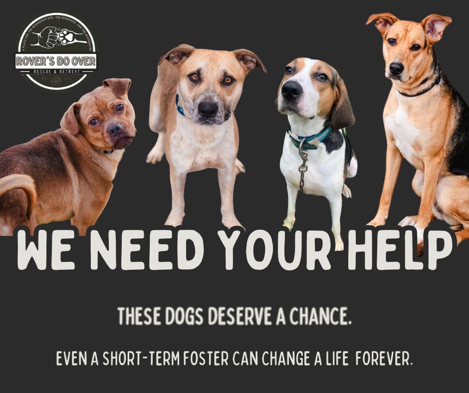 Rover's Do Over - 🚨 URGENT: Fosters Needed to Save Lives! 🚨 With local ...