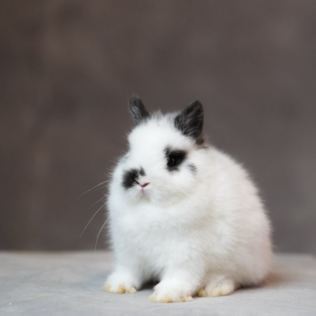 Gooseberry Rabbity