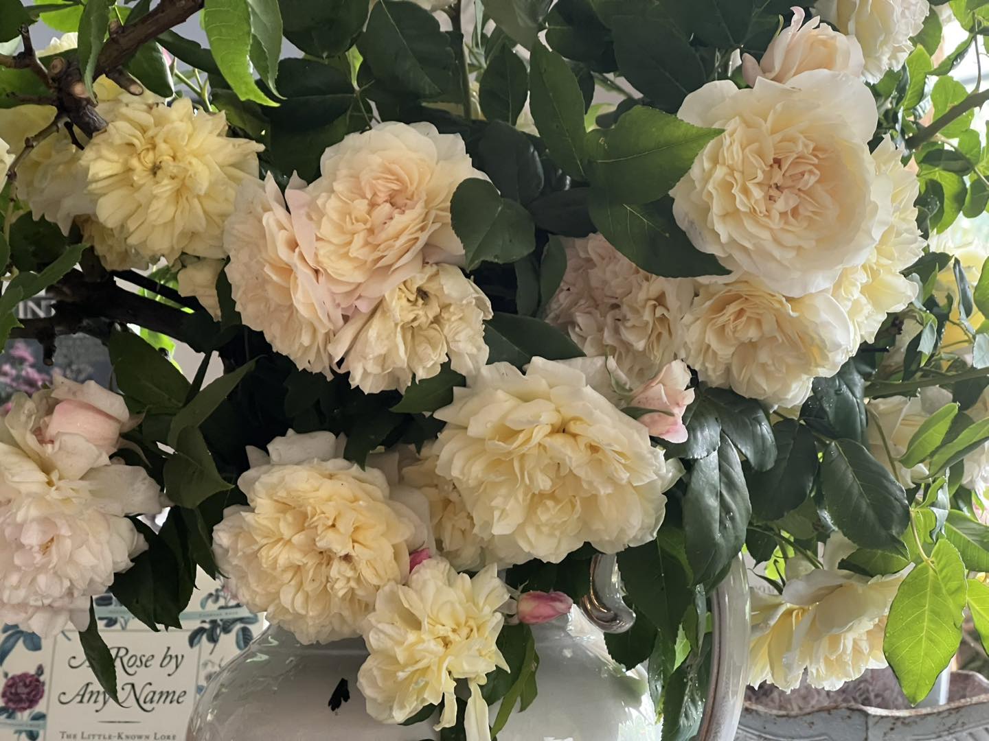 Heritage Roses in... - Heritage Roses in Australia Inc.
