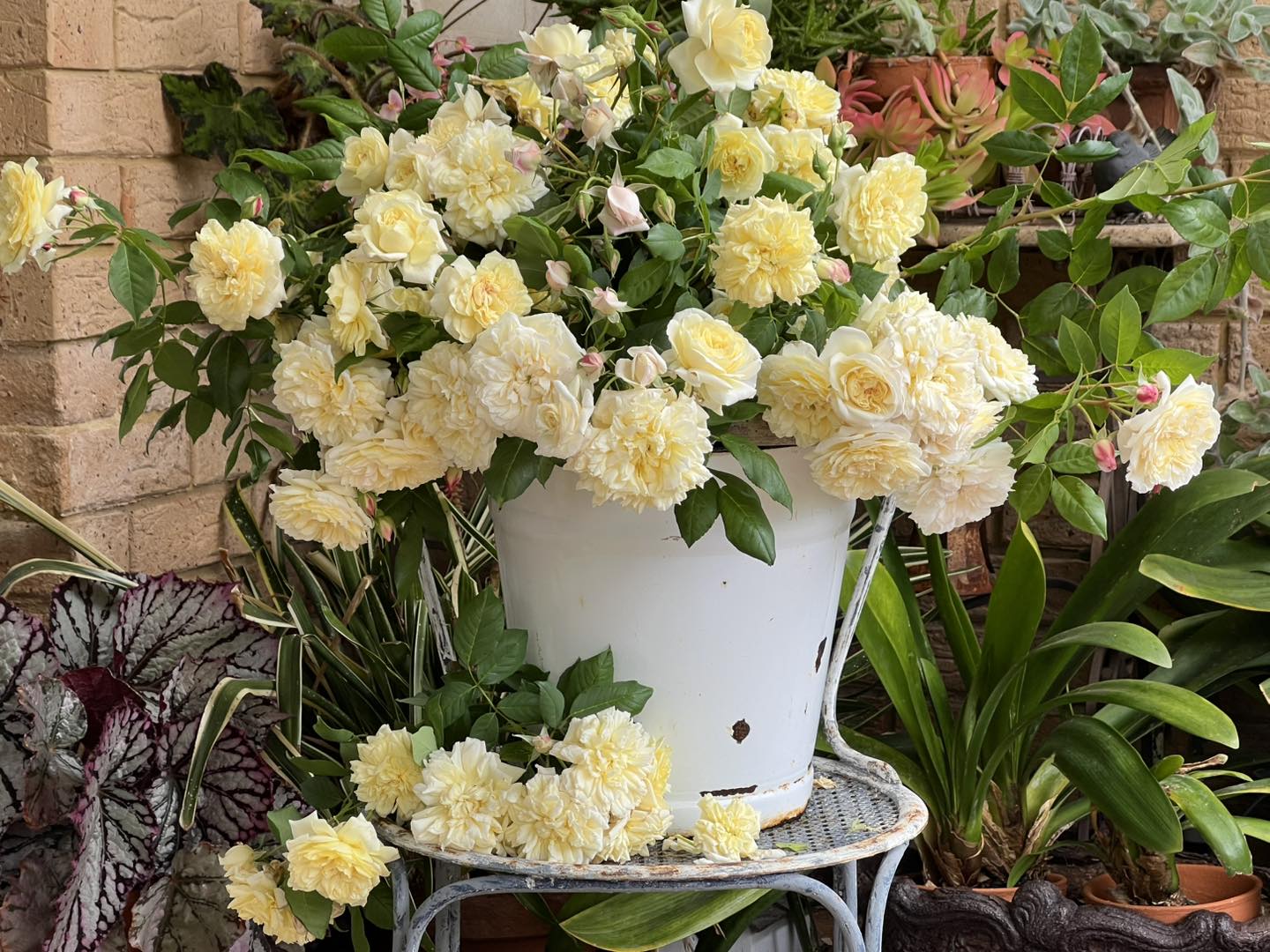 Heritage Roses in... - Heritage Roses in Australia Inc.