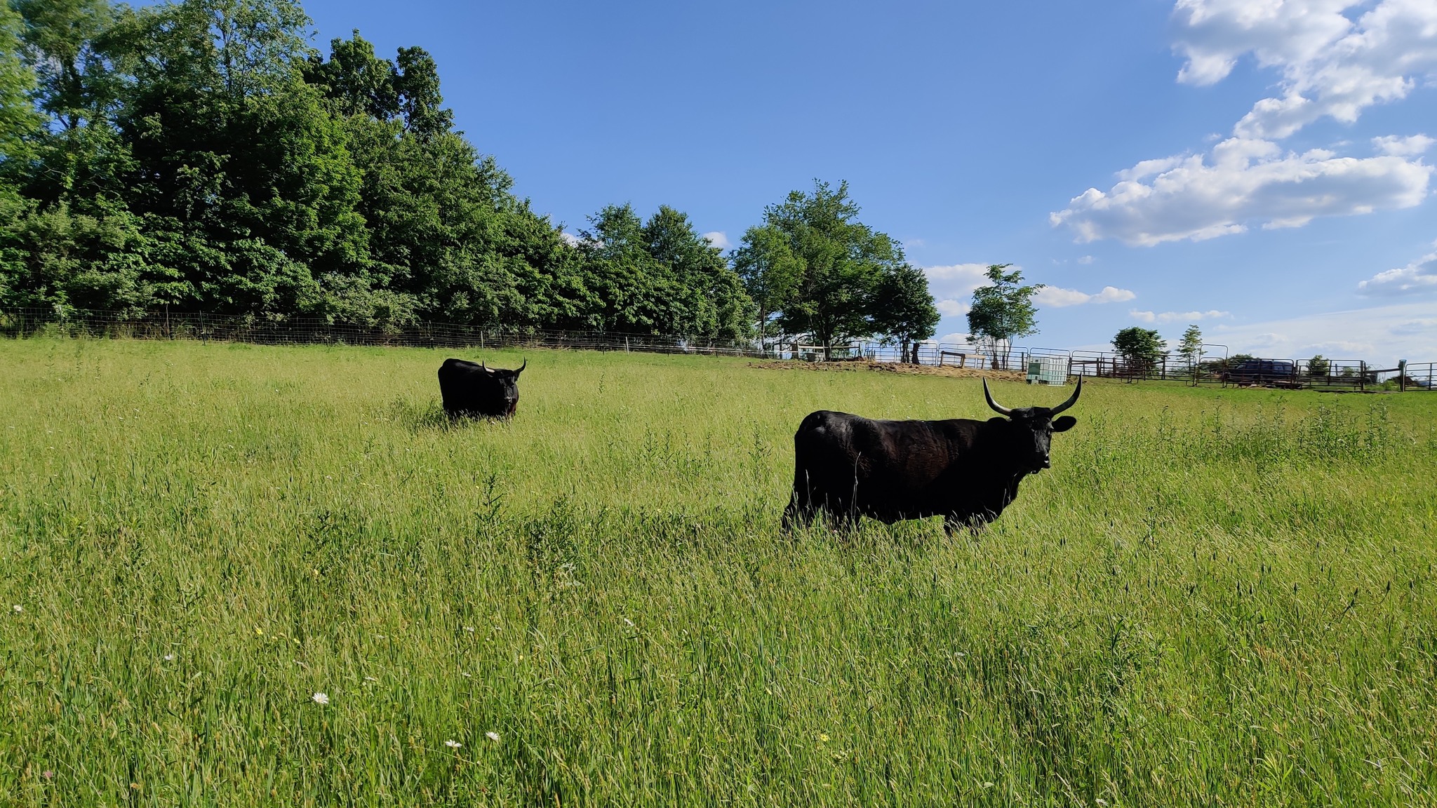 Green Iron Ranch | Bellville OH