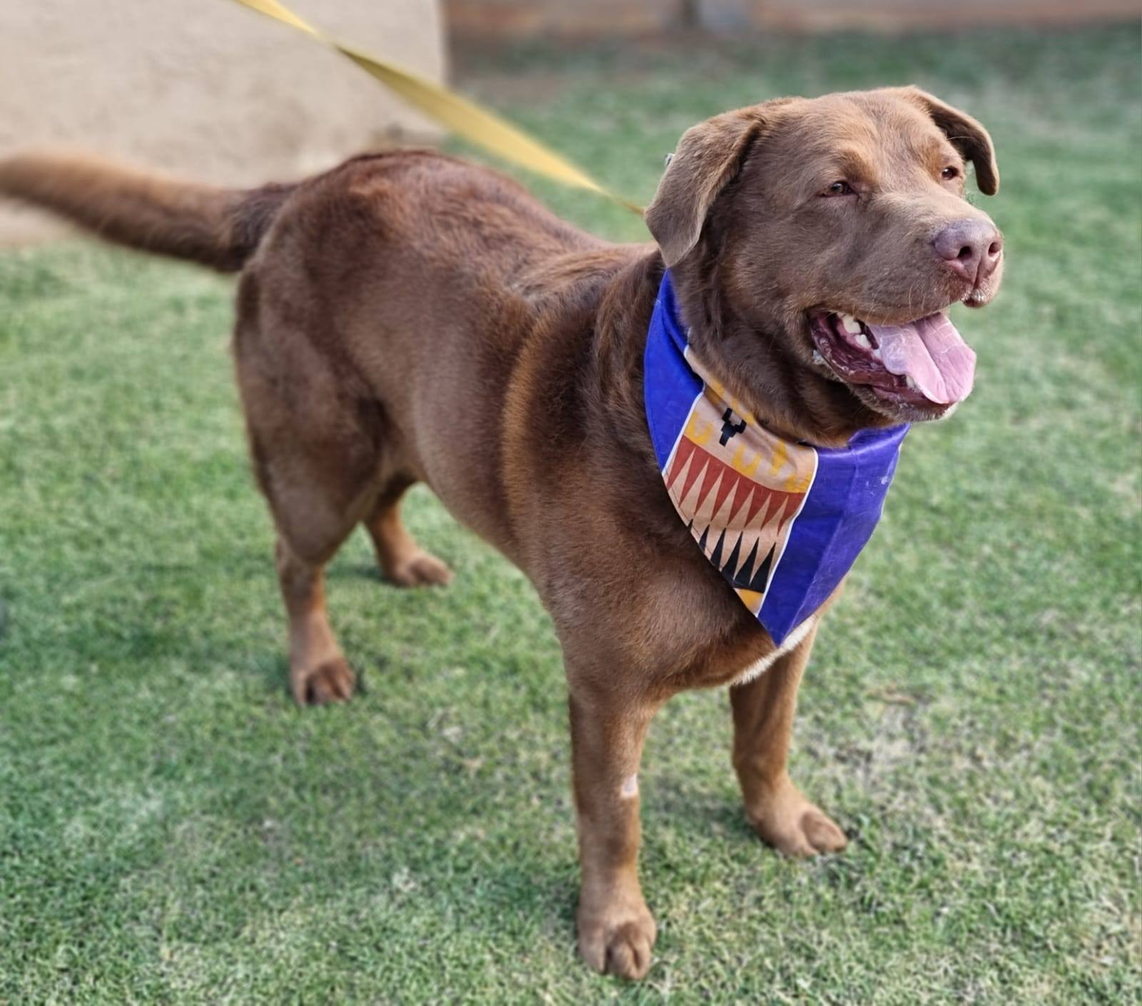 The Ridge Vet and Pet Spa... - The Ridge Vet and Pet Spa