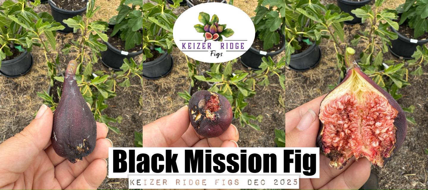 Keizer - 2025 BLACK MISSION FIG!! Breba is always much larger than the ...