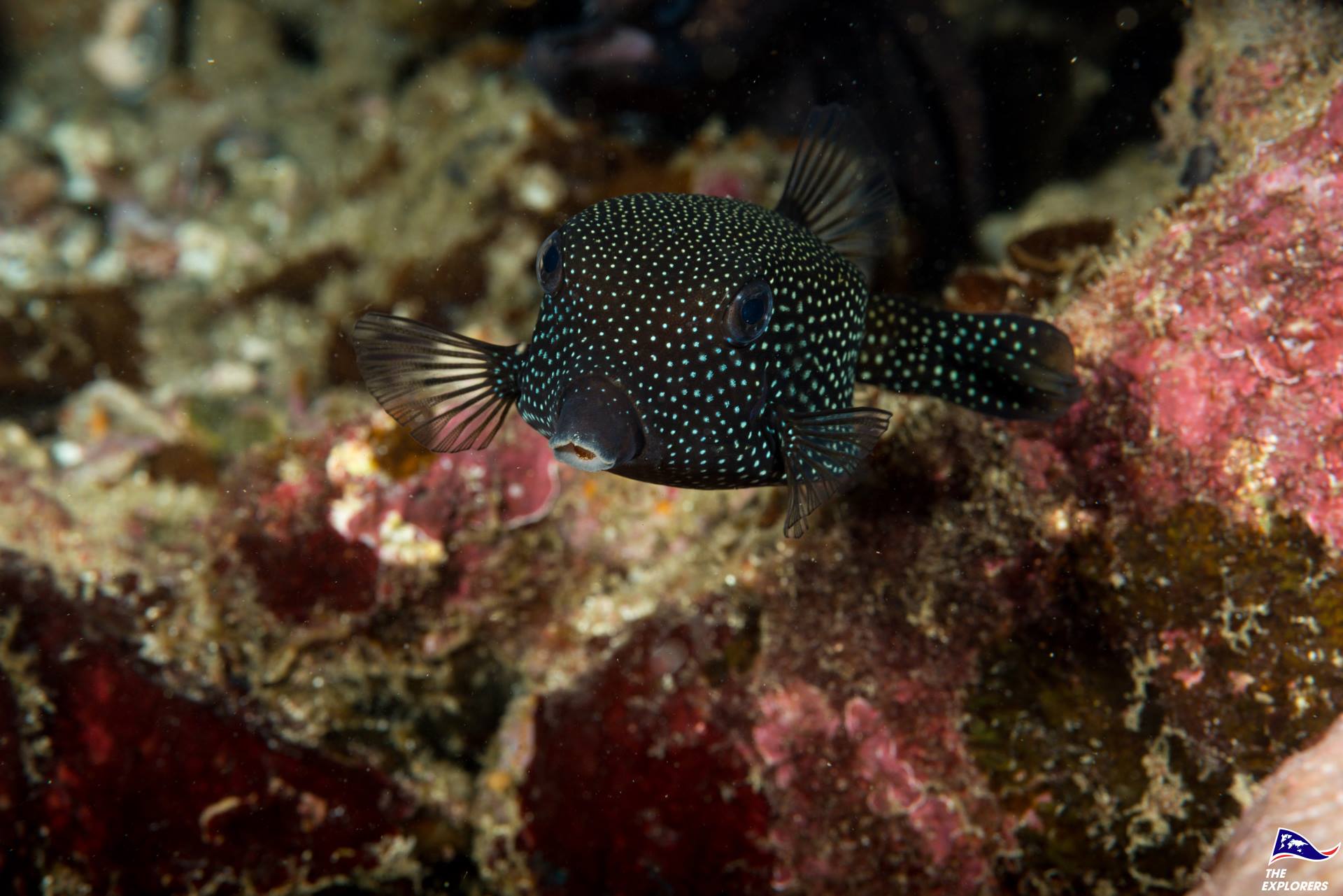 The Explorers - White-spotted boxfish have two main defenses: a rigid ...
