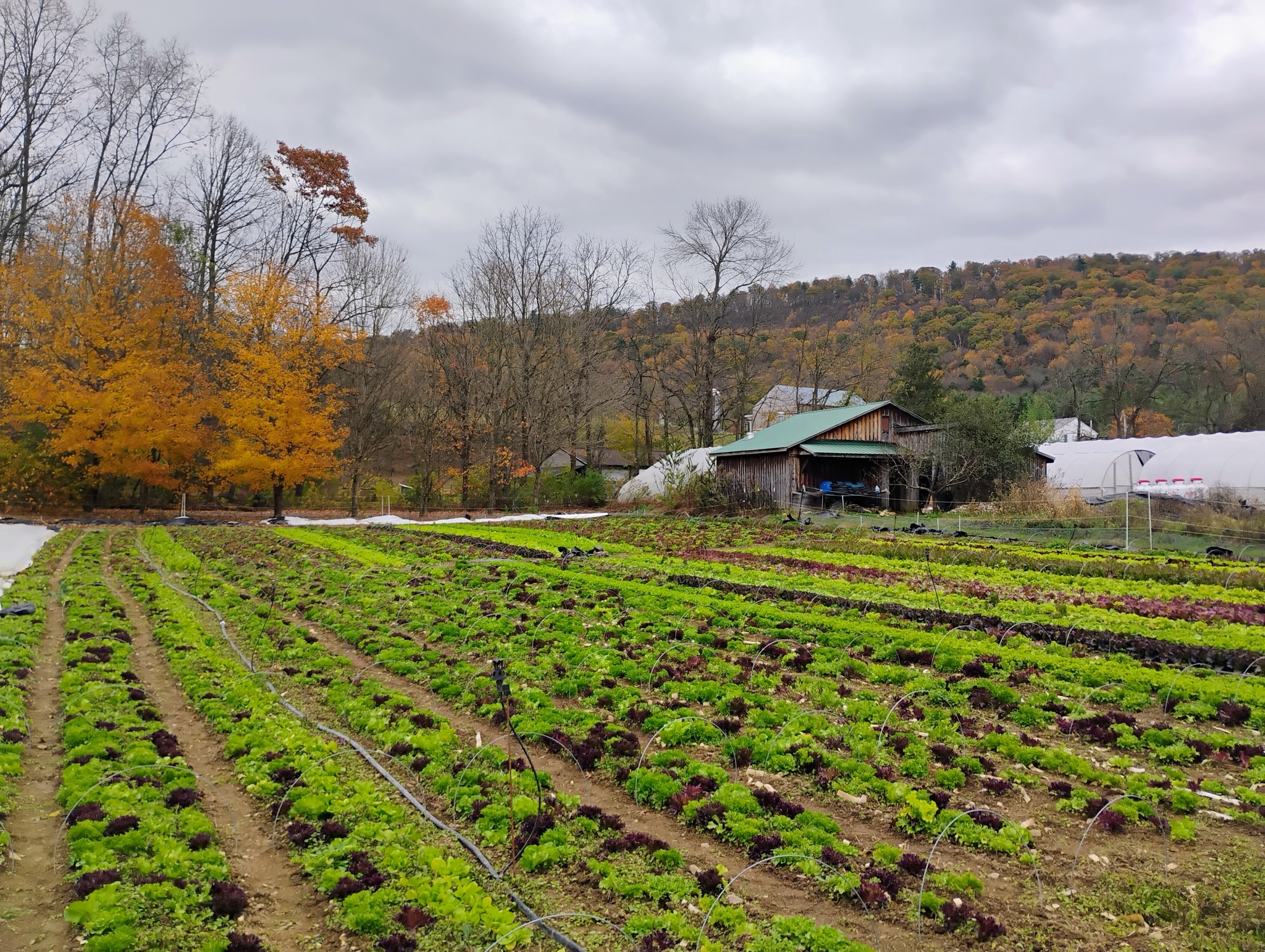 Strong Roots Organic Farm | Woodward PA