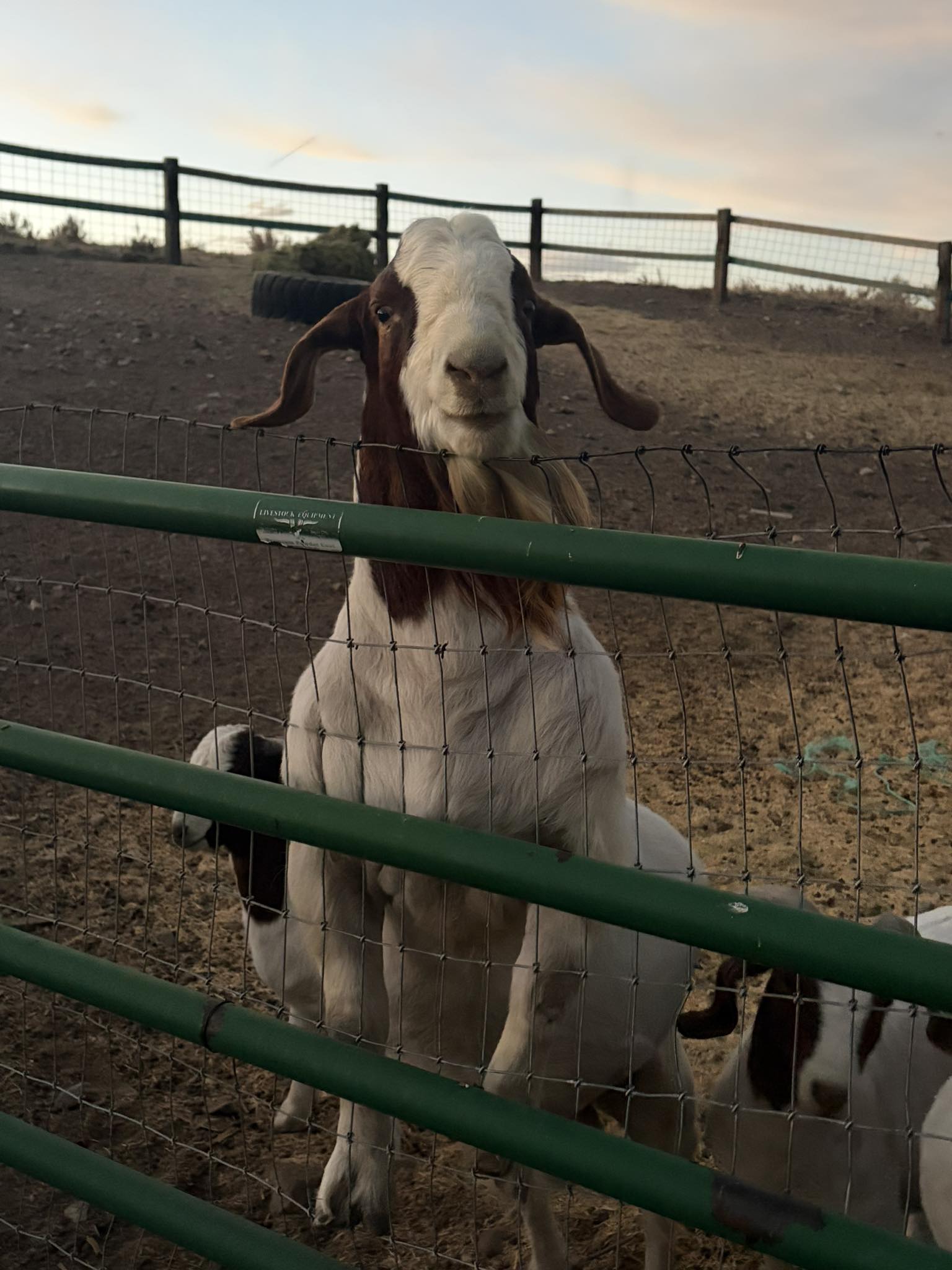 Wells Farm Show Goats | Lakeview OR