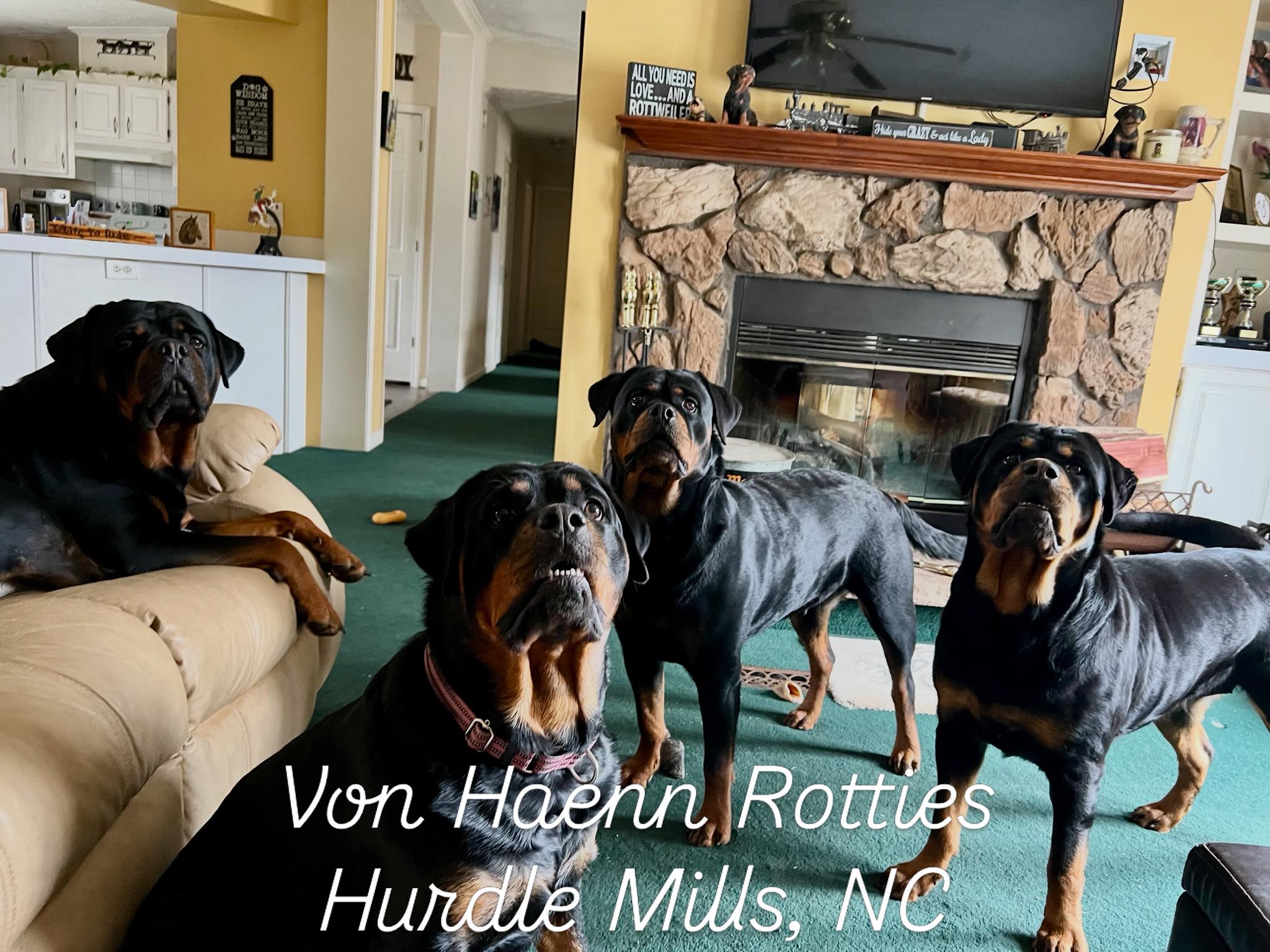 Von Haenn Rottweilers (@eottweilernc) • Facebook