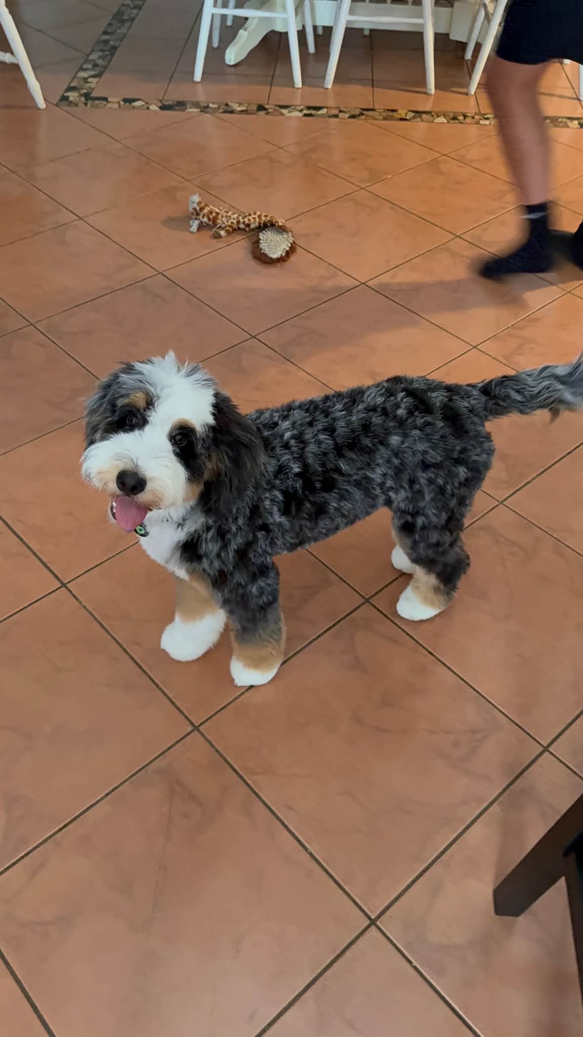 We have 4 puppies left from... - Senseney’s Dazzling Doods | Facebook