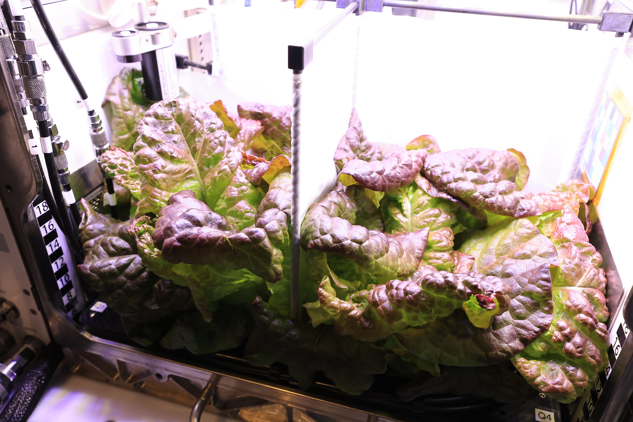 NASA's - A legacy of plant studies 🥬 ‘Outredgeous’ romaine lettuce ...