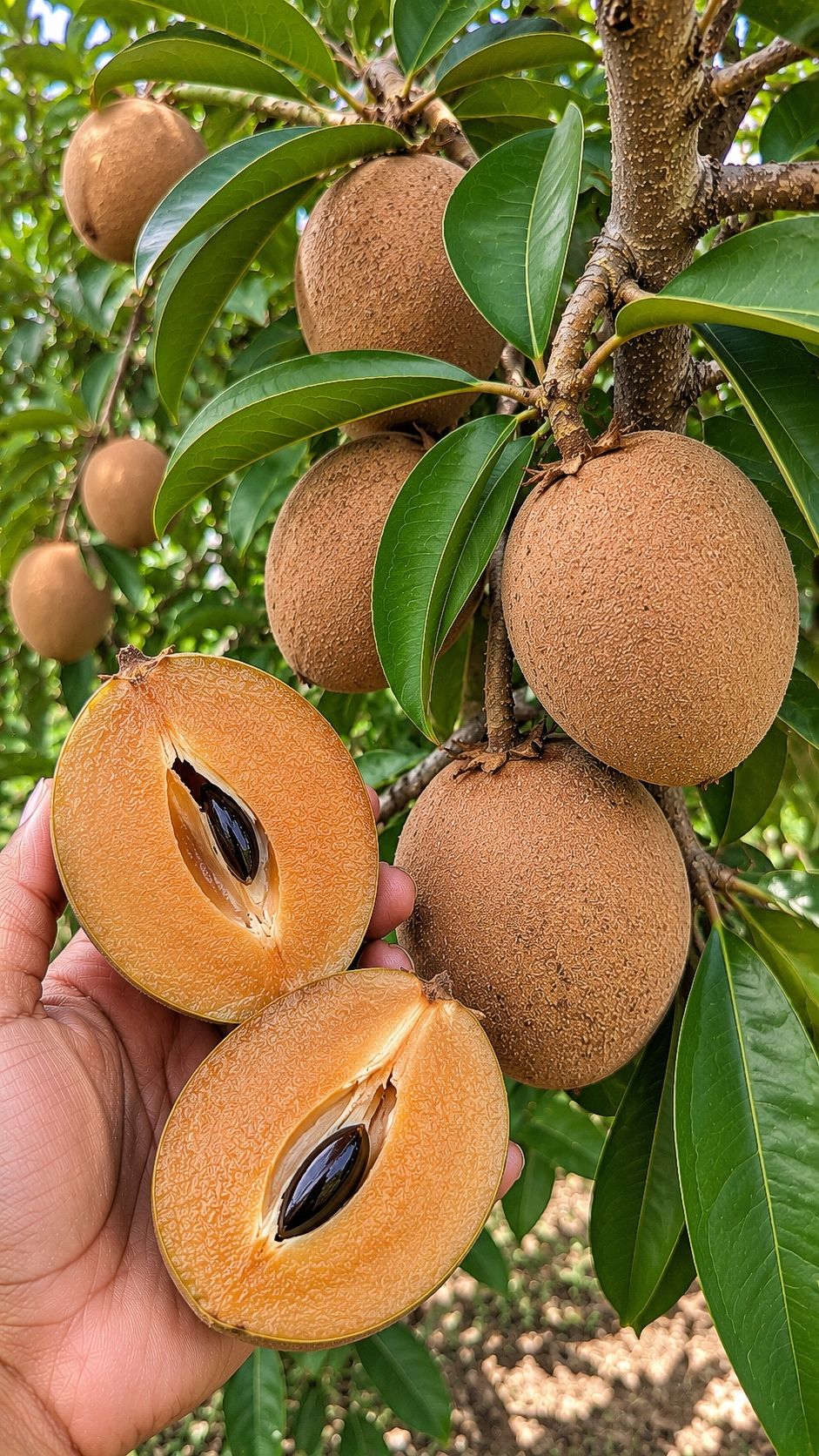 What is this sweet fruit with a soft exterior and small pit?