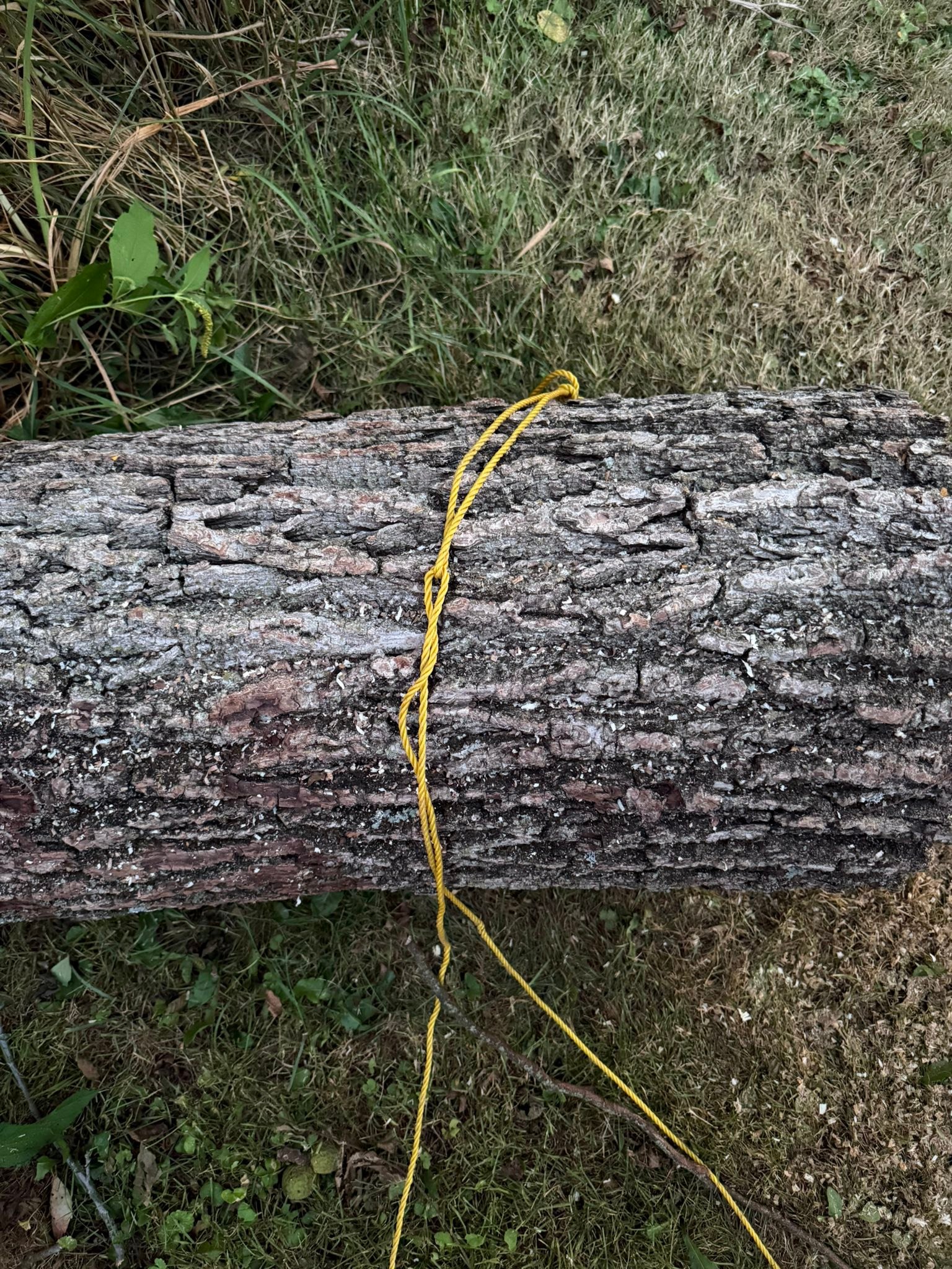 Thunder Ridge Tree Service | Lewisburg PA