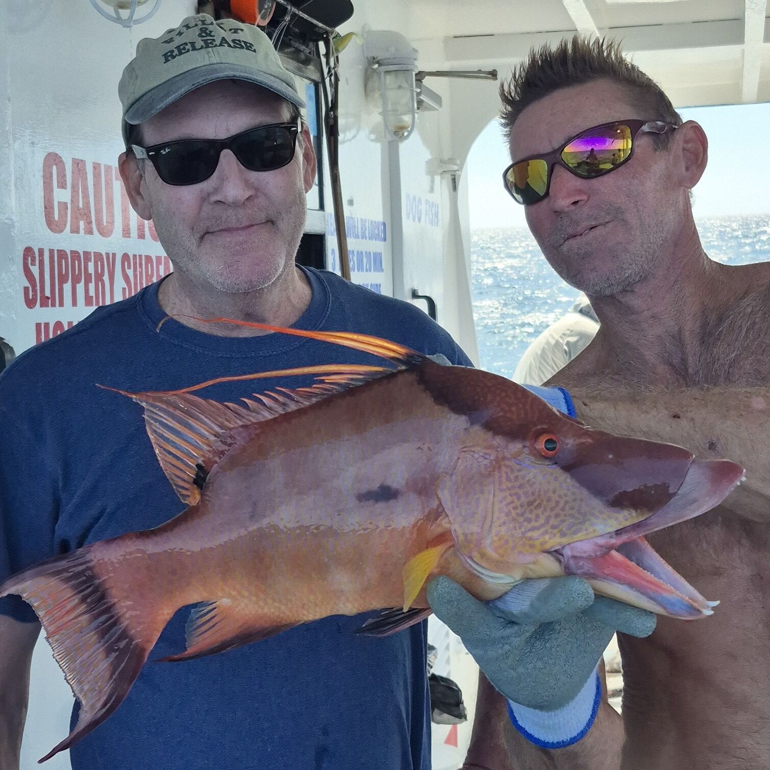 Hubbard's - 🐟 Hogfish Are Back in the Nearshore Waters! We’re happy to ...