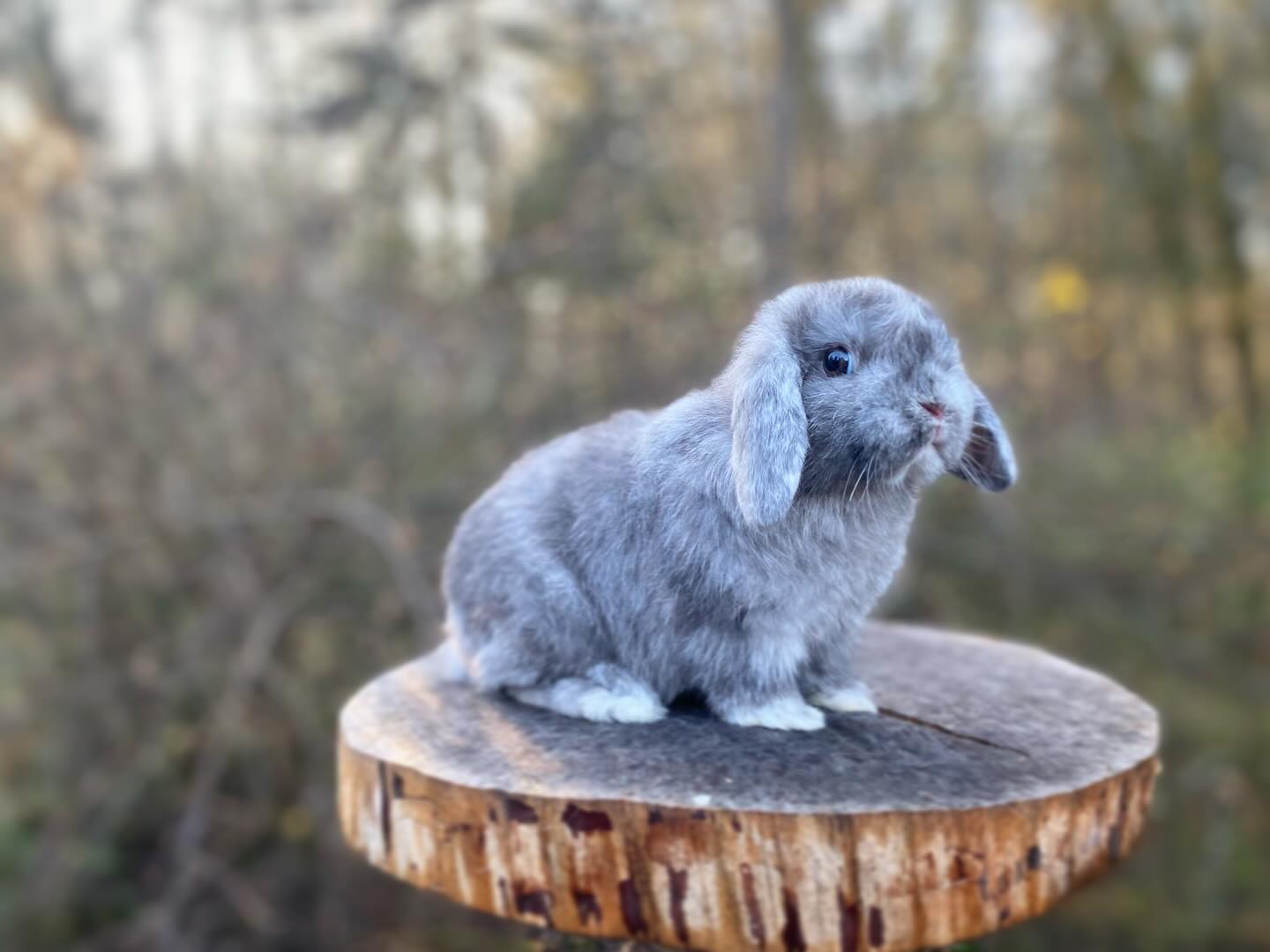 Willow Lop Rabbitry | Albany OR
