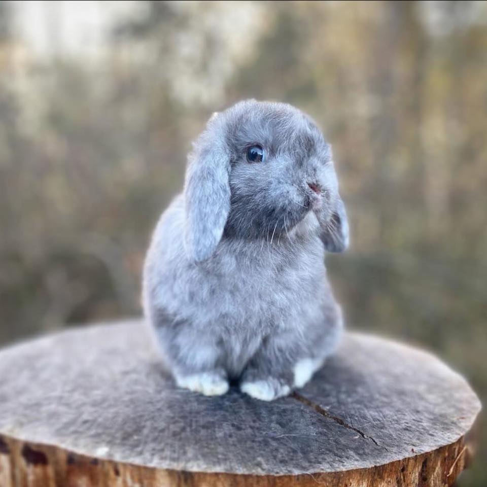 Willow Lop Rabbitry | Albany OR