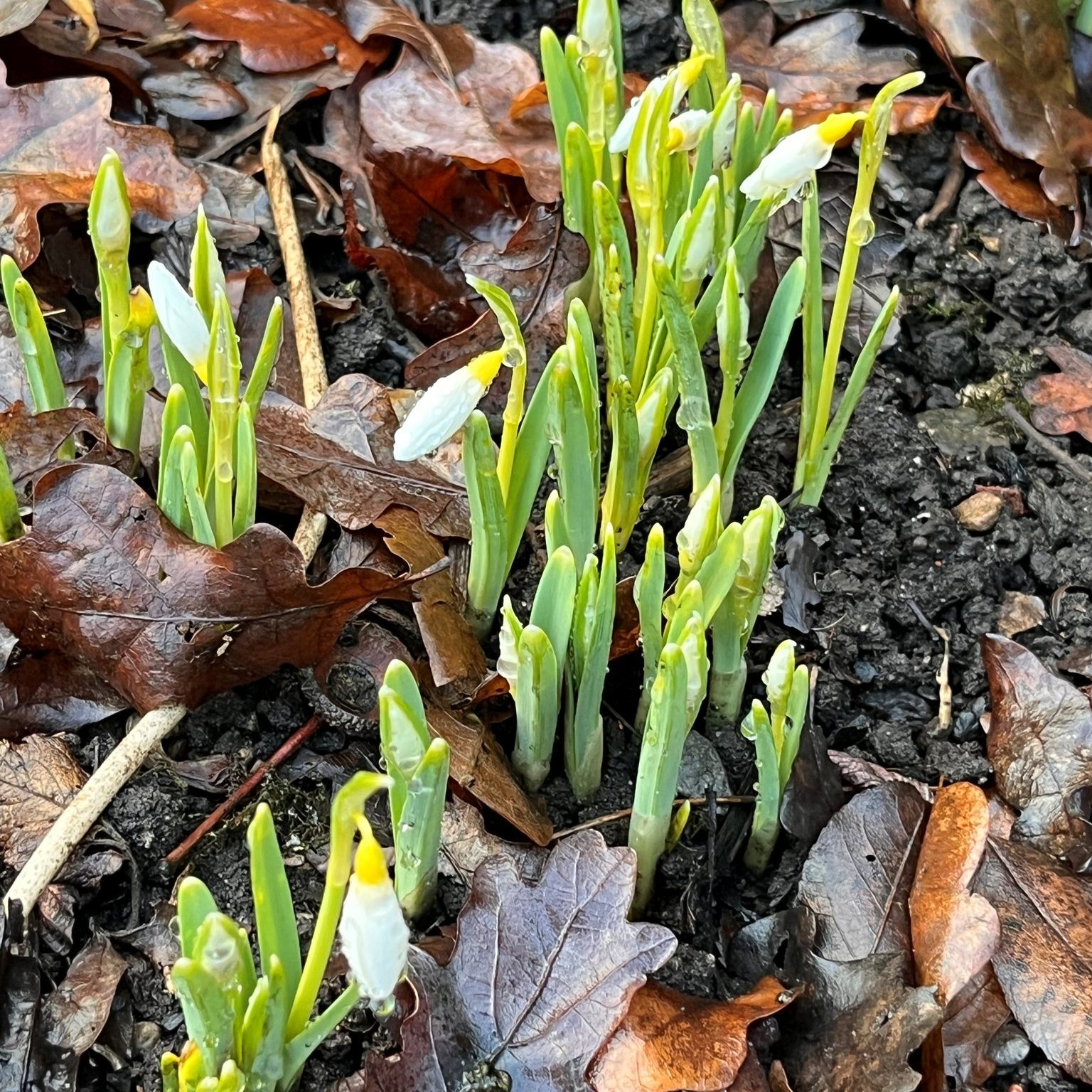 Wallington - The first snowdrops are starting to appear! Have you seen ...