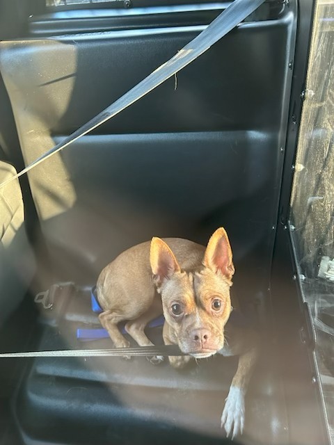 He is home safe! Thanks for sharing ❤️**** missing dog! his name