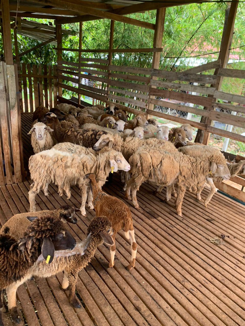 KELAB PENTERNAK KAMBING LEMBU KEDAH PULAU PINANG | Assalamualaikum ...