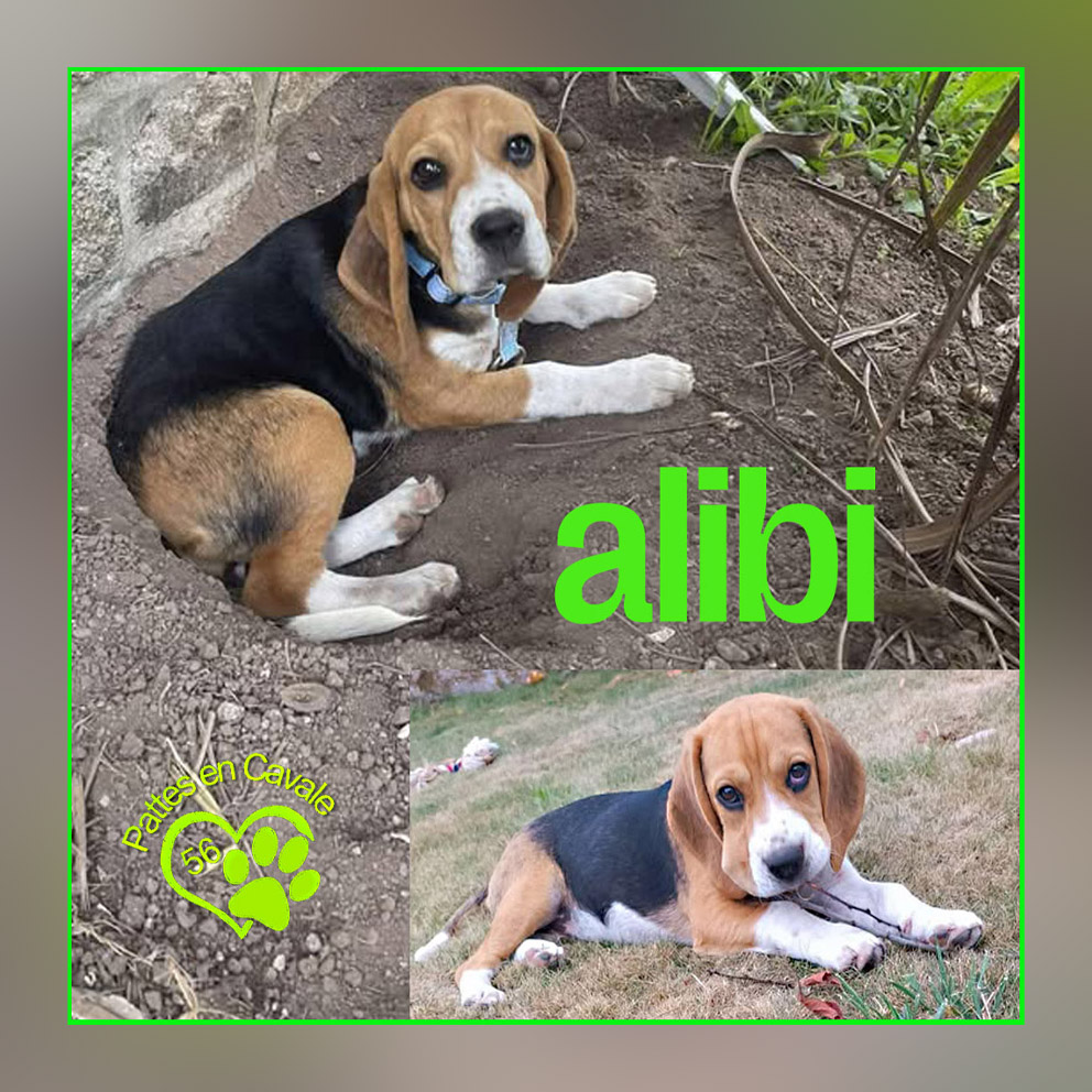 💚 Alibi est RETROUVÉ 💚 🔍PERDU... - Pattes en Cavale 56 | Facebook