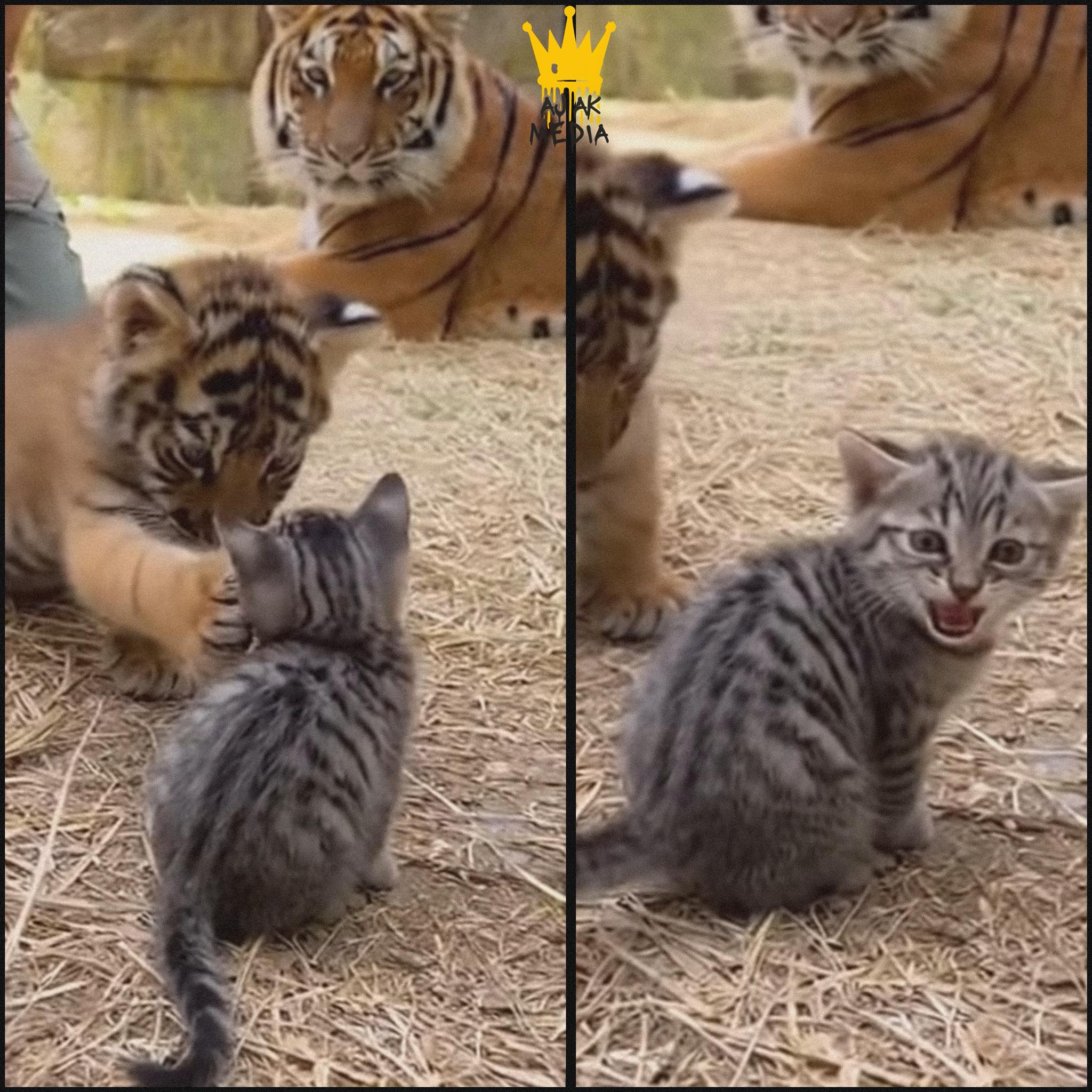 StoryTime - A kitten raised alongside a tiger learned a small lesson ...