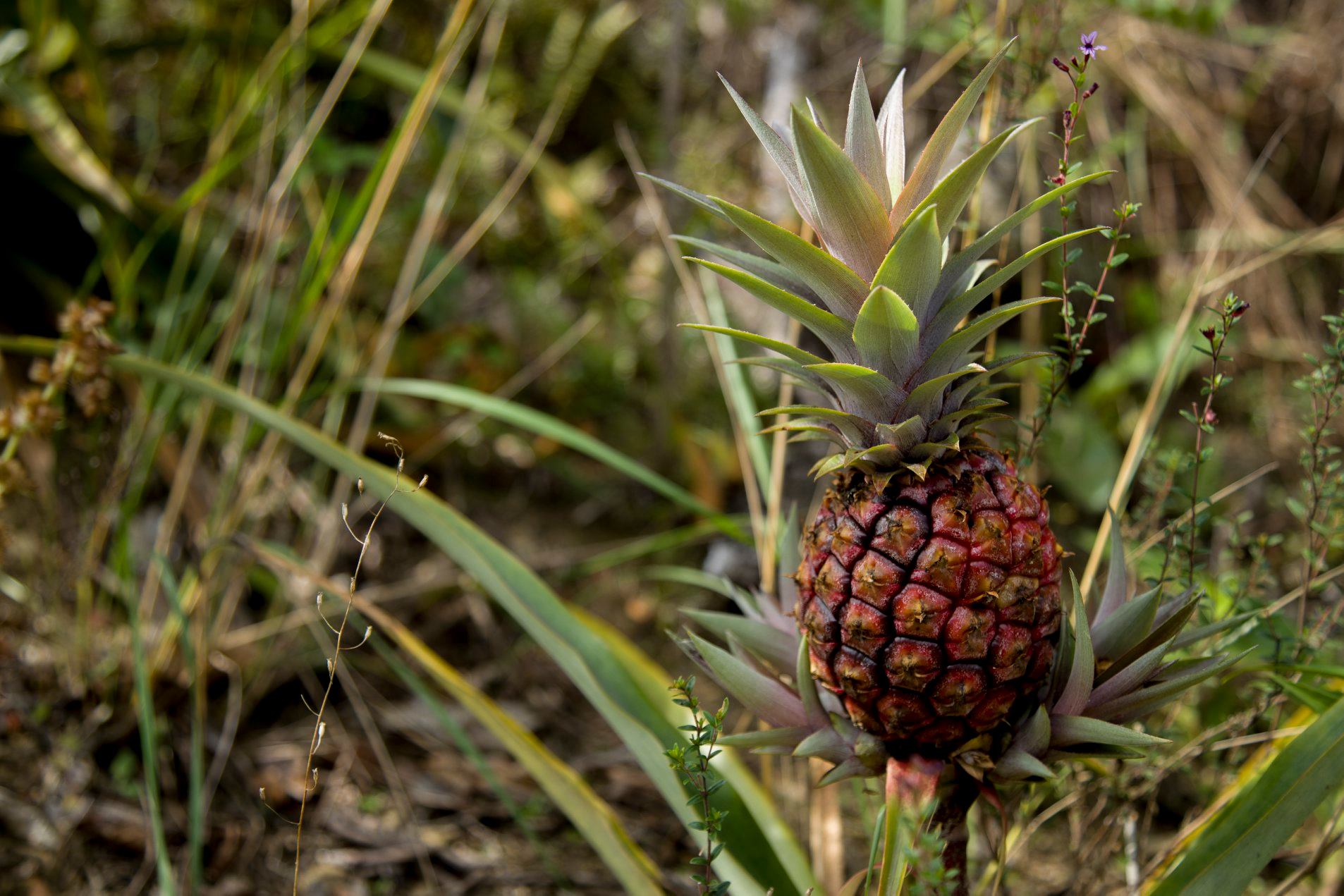 Impactful Travel - Esta planta tan conocida y su fruto relativamente ...