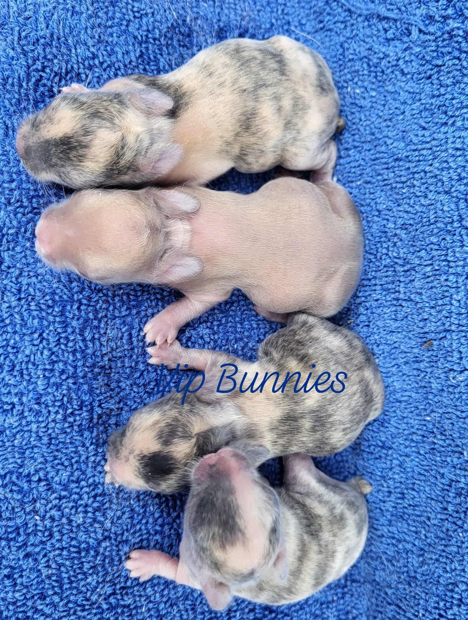 Orange Netherland Dwarf Rabbits