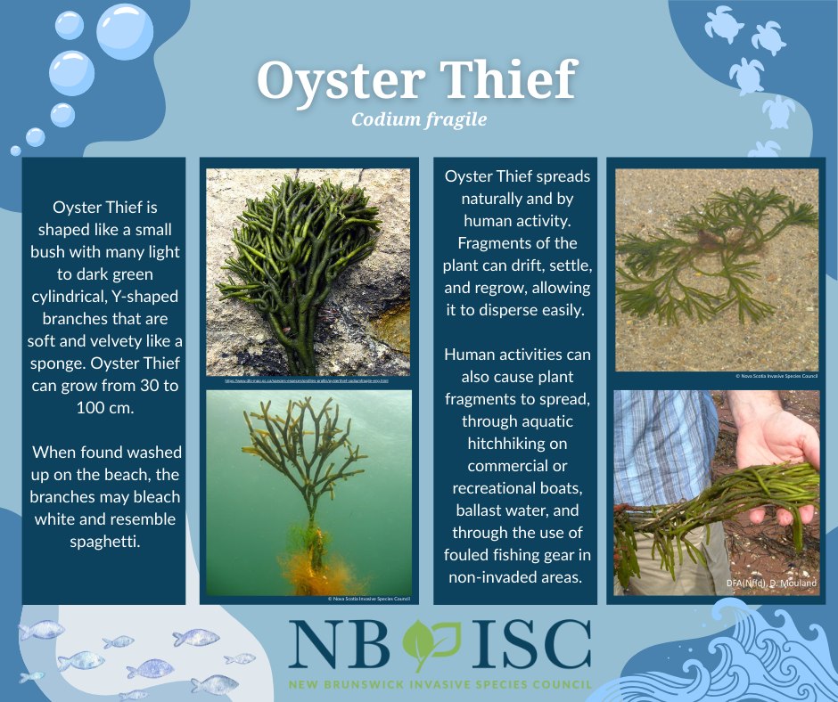 NBISC CEENB - 🌊 Did you know about Oyster Thief🌿? Also... | Facebook
