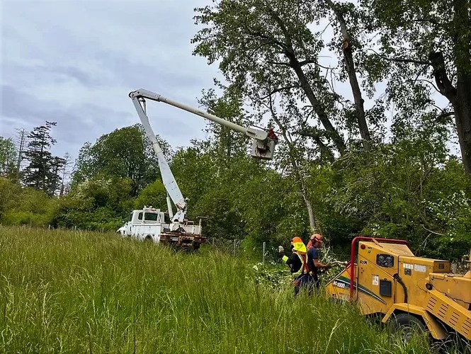 Competition Tree Service & Contracting