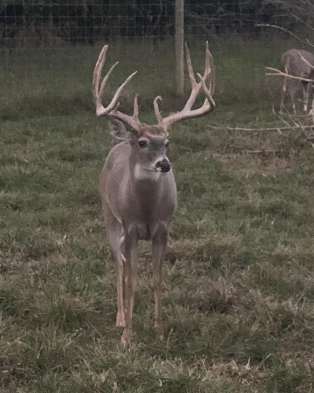 Cedar - This bucks available to hunt October 20-22. Call Sam at 270-816 ...