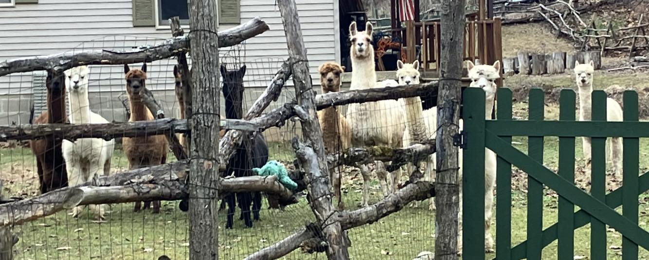 Silver Run Ranch Alpacas | Catlettsburg KY