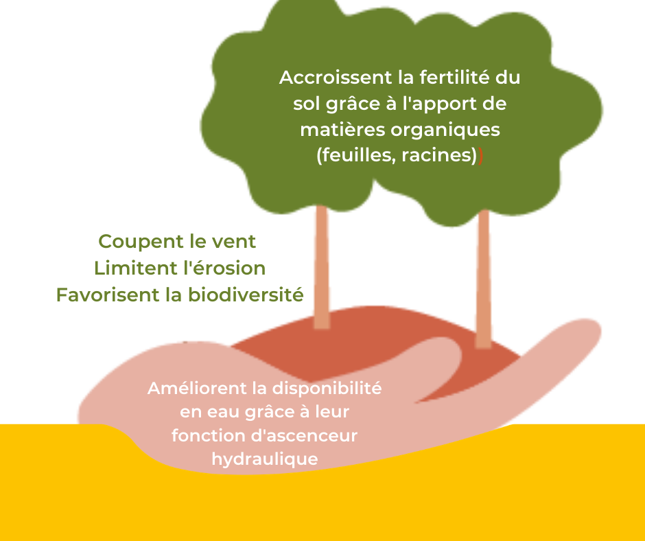 Pour une Agriculture du... - Pour une Agriculture du Vivant