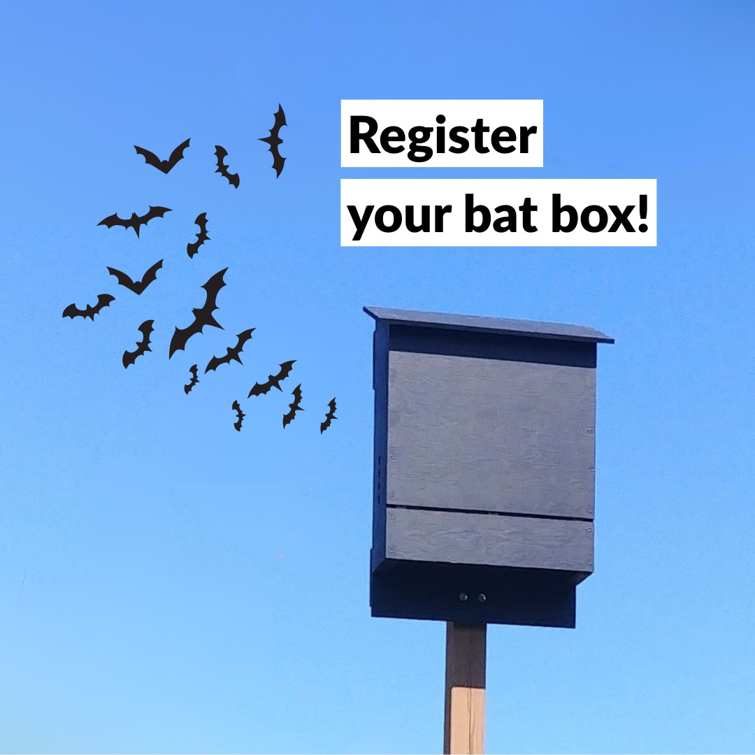 Have a bat house on your property? 🦇🏠 Help at-risk bats and contribute ...