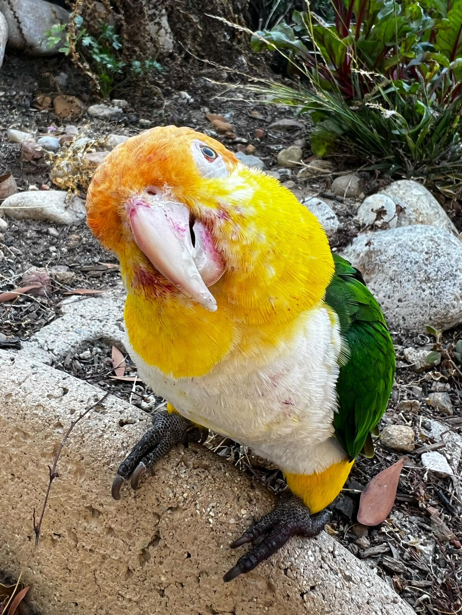 Curated visual reference: Gallery Detail: I Ve Been So Touched By All Of Your Parrot