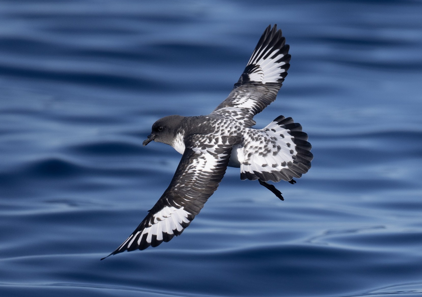 Feather - #FeatherFriday’s choice to represent the letter P in our ...