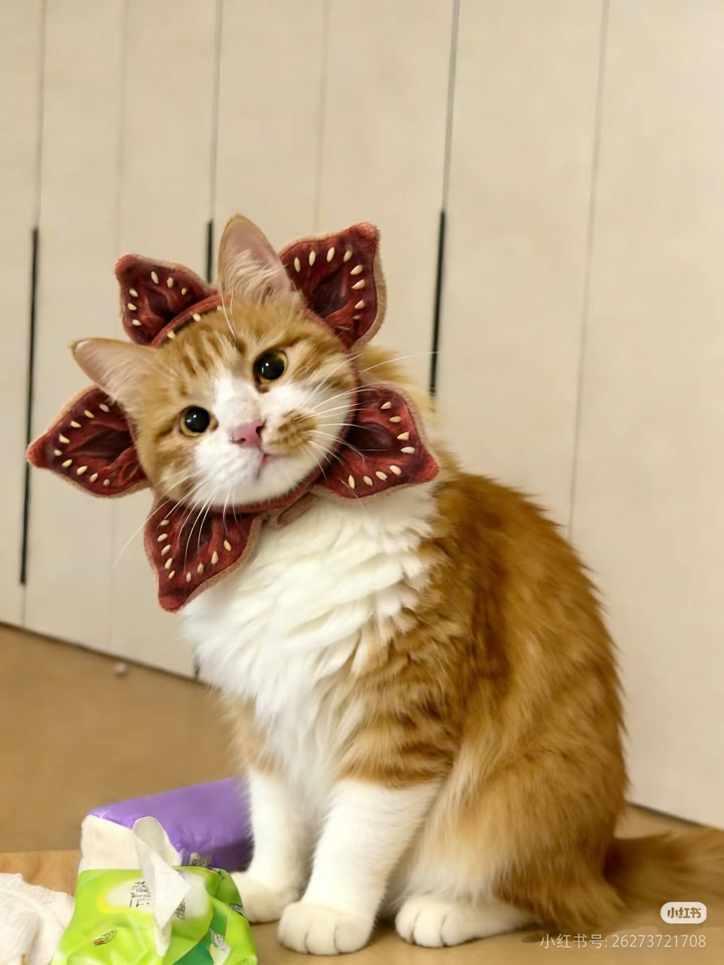 Demogorgon Cat 😺