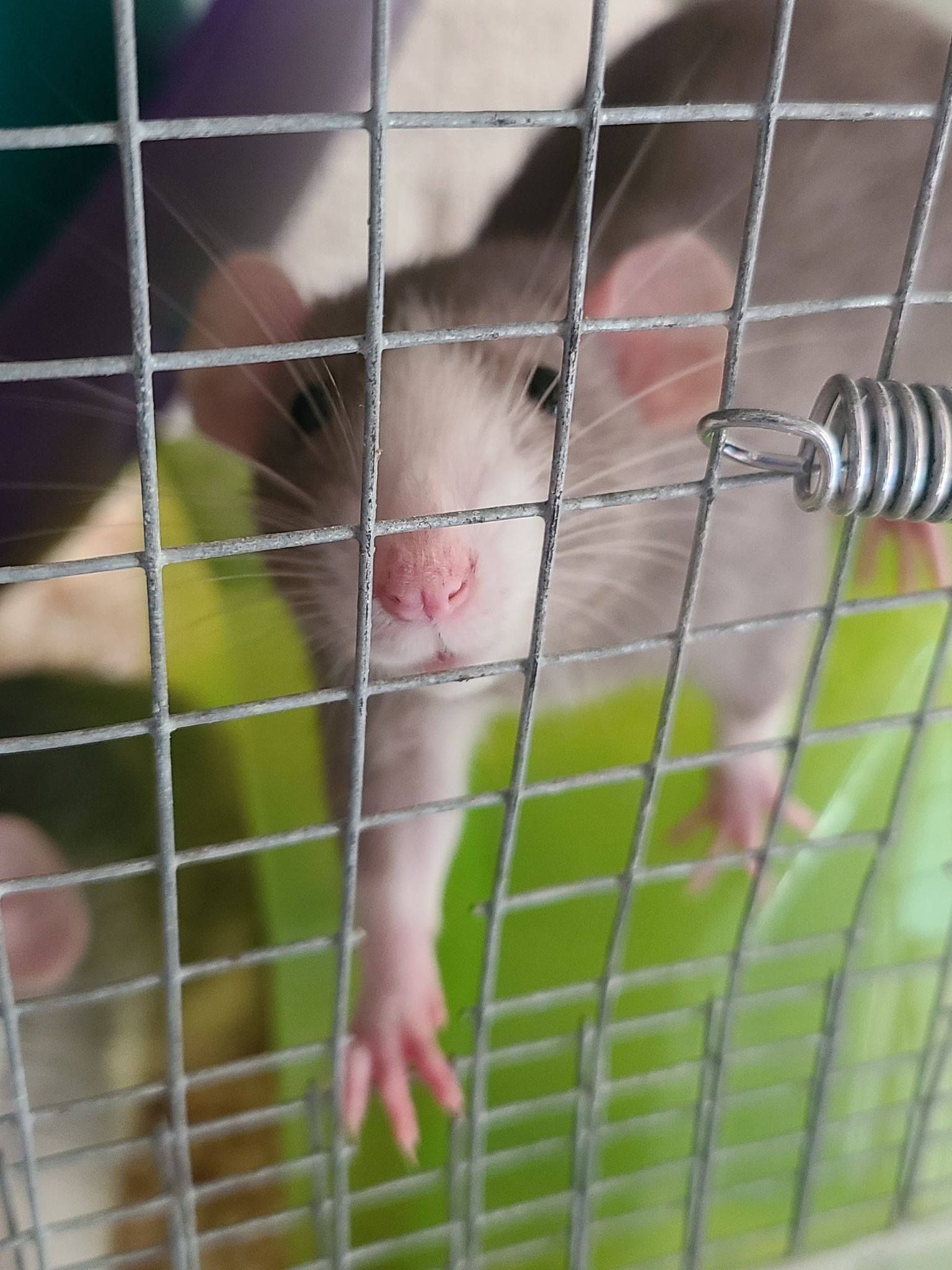 Ramblin Rose Rattery | Mohave Valley AZ