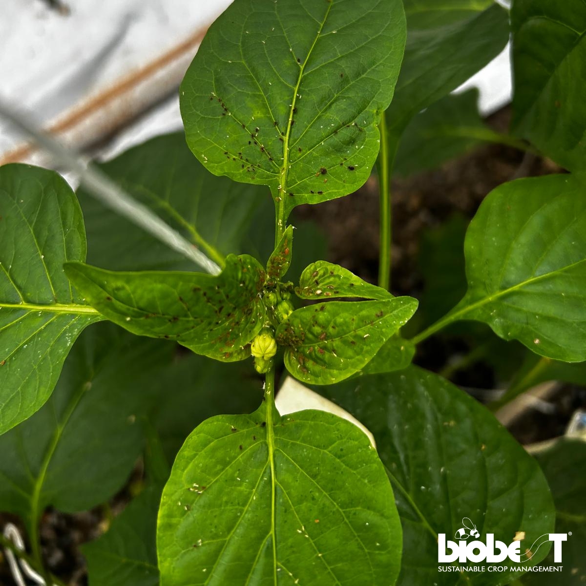 Biobest | Westerlo