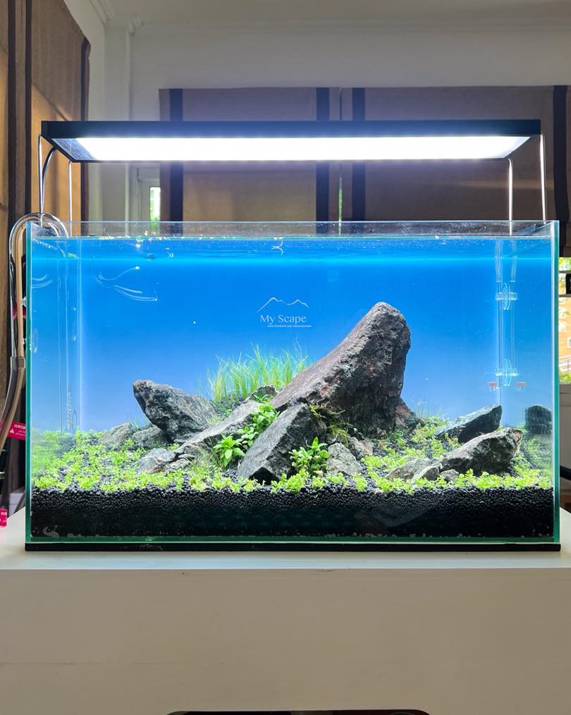 My - Title : Khun Aek Tank : 60x30x36 cm Lighting : Chihiros WRGB II ...