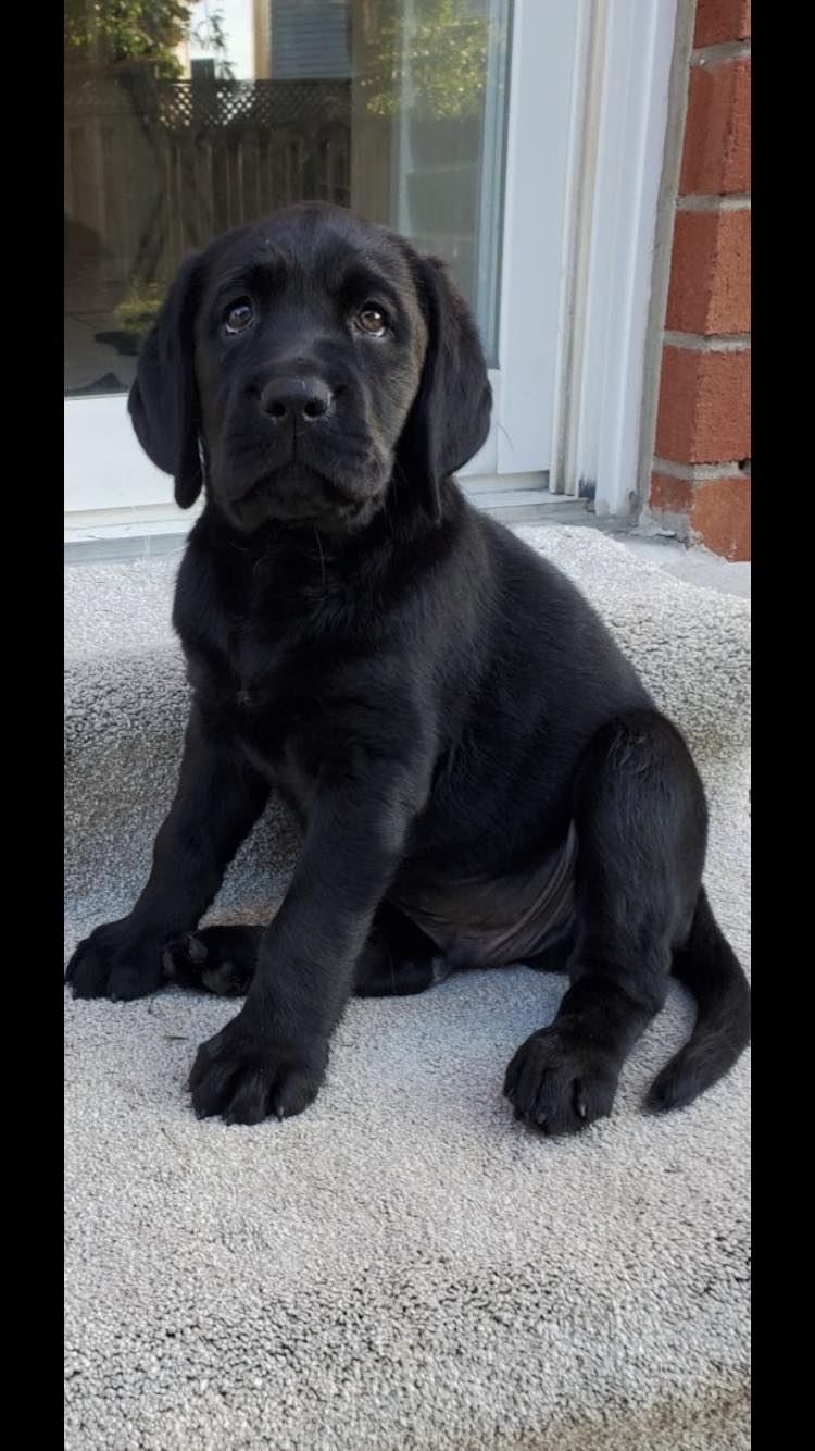 Good - In South Carolina, the Boykin Spaniel reigns supreme. The breed ...