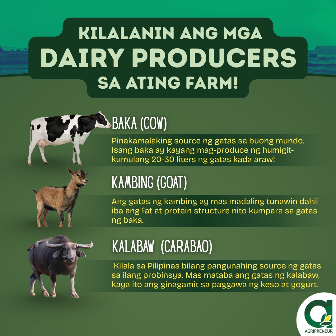 Balimbing Farm | Tanay