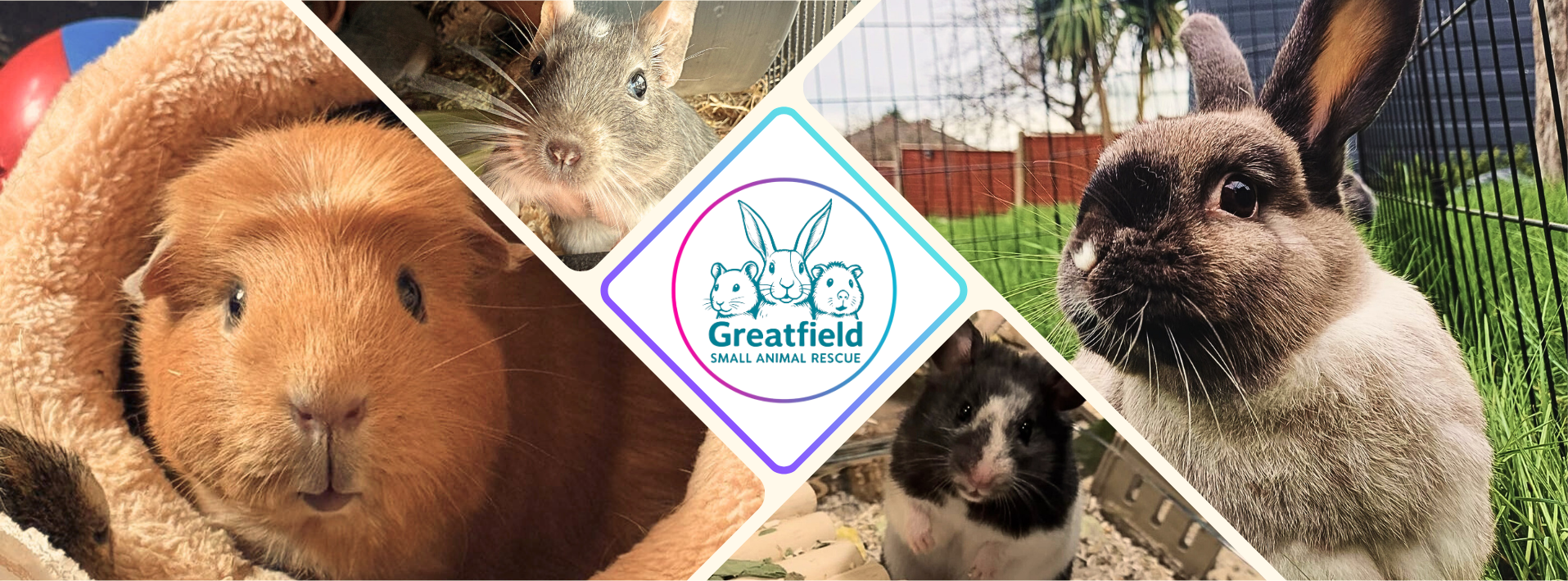Curated visual reference: Visual Reference: Guinea Pig Awareness Week What Bedding Shall I Use Enclosures