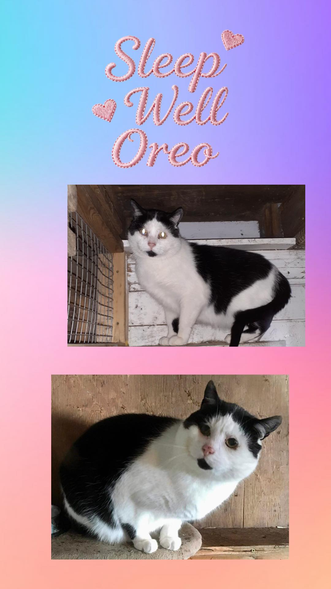 Barn Cat Co-op - Yesterday we unexpectedly said goodbye to... | Facebook