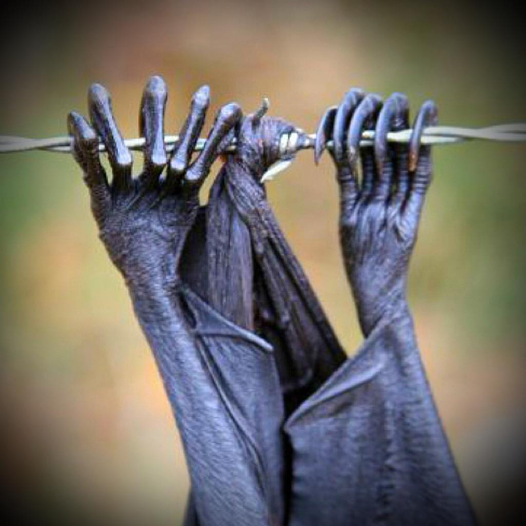 “Today I pulled a bat off barbed... - Wild Animals Australia | Facebook