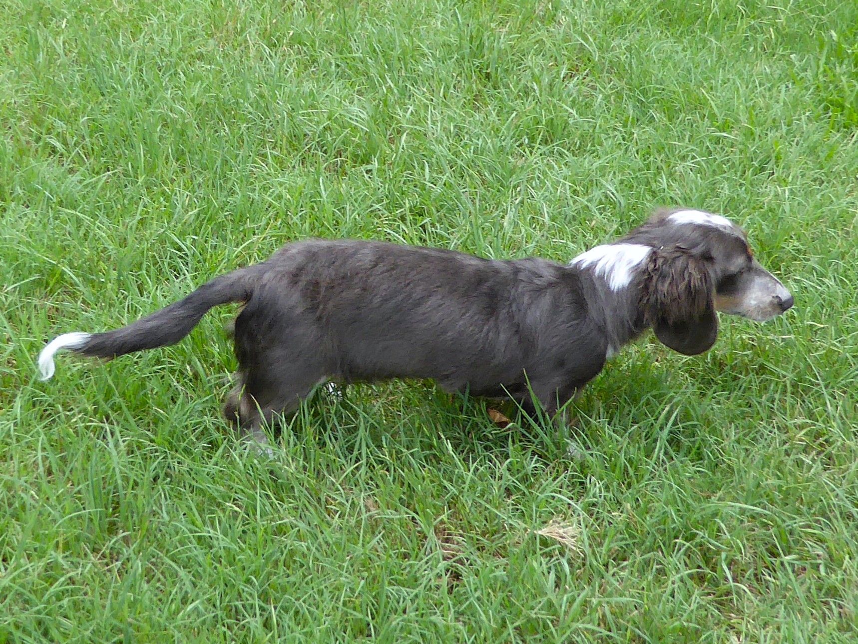 Schreiber's Dachshund Ranch